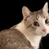 Kitty